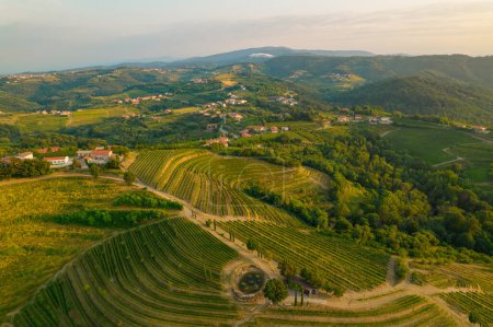 Téléchargez les photos : AERIAL: Picturesque wine region with vineyards and scattered small villages. Last rays of golden autumn sun touching beautiful cultivated hilly landscape with grapevines, winding paths and forest. - en image libre de droit