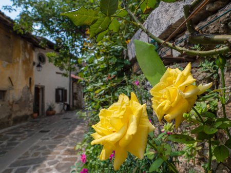 Photo for CLOSE UP, DEPTH OF FIELD: Two beautiful yellow rose flowers blooming in fall. Gorgeous floral detail while walking around an old village. Picturesque tourist attraction in heart of Brda wine country. - Royalty Free Image