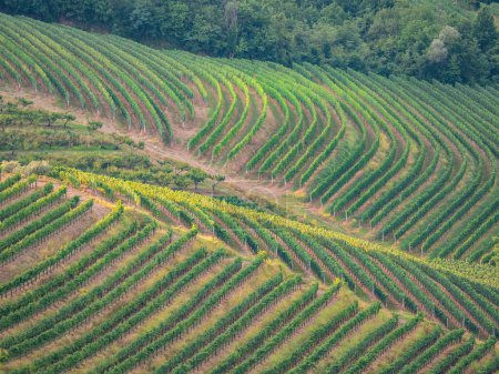 Foto de Pleasant view of wine country with well-kept vineyards forming amazing patterns. Vines and orchards ripening for autumn season harvest. Beautiful vineyard with lined up vine trellises on hillside. - Imagen libre de derechos