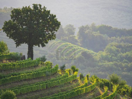 Foto de Beautiful view of lush tree and vine trellises growing in terraced vineyard. Autumn sunset creating many layers of lights and shadows among picturesque hilly countryside cultivated with grapevines. - Imagen libre de derechos