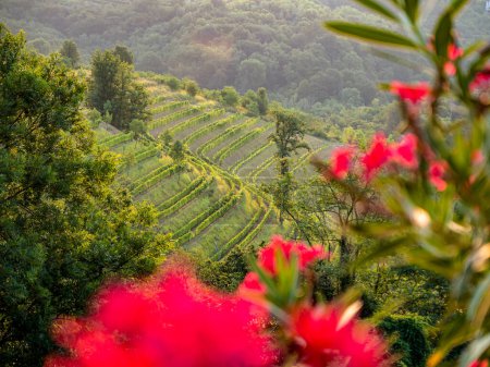 Foto de Last sunrays shining over hilltop and illuminating picturesque hilly wine region. Wonderful view of cultivated grapevines on terraced hillsides. Lovely glimpse of beautiful wine country in early fall. - Imagen libre de derechos
