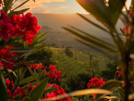 Foto de Rays of sunrise peeking over hilltop and illuminating scenic hilly wine country. Lined up vine trellises on terraced hillsides in golden light. Lovely glimpse of picturesque countryside in early fall. - Imagen libre de derechos