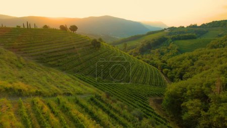 Téléchargez les photos : Breath-taking scenery of hilly countryside with hillsides full of grapevines in golden light. Beautiful glimpse of picturesque wine region in autumn season with amazingly aligned terraced vineyards. - en image libre de droit