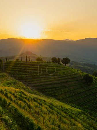 Téléchargez les photos : Magnificent terraced vineyards illuminated with golden sunrise on autumn morning. Beautiful glimpse of hilly wine country in fall season with amazingly aligned vine trellises along the hillsides. - en image libre de droit