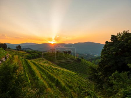 Téléchargez les photos : Autumn sun peeking over hilltop and touching gorgeous countryside with vineyards. Breath-taking landscape with hills full of grapevines in golden light. Pattern of vine trellises on terraced hillsides - en image libre de droit