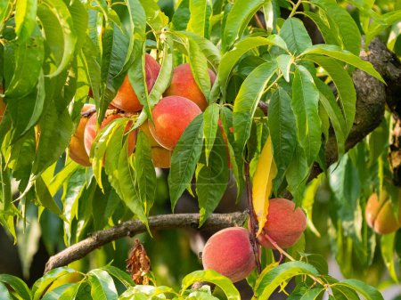 Téléchargez les photos : CLOSE UP: Peach tree branch filled with ripe peaches waiting for autumn harvest. Delicious, sweet and juicy peach fruits hanging on branch on a sunny day in fall season ready for picking in orchard. - en image libre de droit