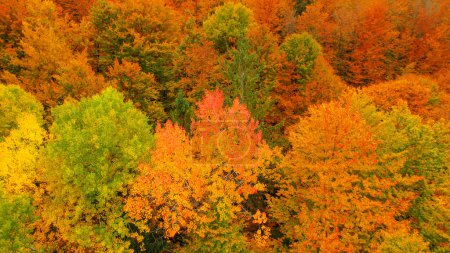 Téléchargez les photos : Magnificent leafy forest treetops in colorful shades of autumn season. Beautiful woodland with amazing golden yellow colored foliage. Colorful fall season shades spreading across countryside. - en image libre de droit