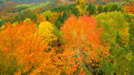Téléchargez les photos : Gorgeous colour palette of trees in forested countryside in fall season. Stunning high angle view of woodland area in colorful autumn shades. Changing leaves of deciduous trees in fall season. - en image libre de droit