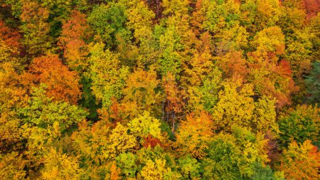 Téléchargez les photos : Picturesque leafy forest treetops in vibrant colors of autumn season. Beautiful forest area with magnificent golden yellow colored foliage. Colorful fall season spreading across countryside. - en image libre de droit
