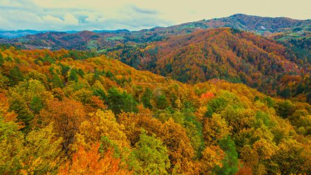 Téléchargez les photos : Gorgeous colour palette of trees in forested countryside in fall season. Stunning high angle view of woodland area in colorful autumn shades. Changing leaves of deciduous trees in fall season. - en image libre de droit