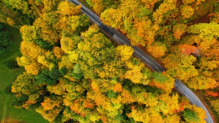 Téléchargez les photos : Winding asphalt road among lush forest trees in amazing autumn shades. Curvy asphalt road in the embrace of colourful foliage in fall season. Hilly countryside in gorgeous autumn colours. - en image libre de droit
