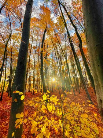 Foto de Sun shining through colorful forest trees in vibrant shades of autumn season. Beautiful woodland area with magnificent golden yellow colored foliage. Colorful fall season spreading across countryside. - Imagen libre de derechos