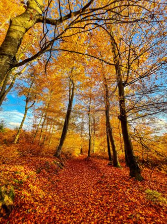 Téléchargez les photos : Forest trail covered with fallen tree leaves on a sunny day in autumn season. Picturesque woodland with magnificent golden yellow colored foliage. Colorful fall season spreading across countryside. - en image libre de droit