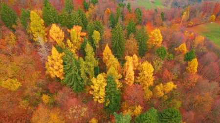 Téléchargez les photos : Stunning color shades of trees at forested countryside in fall season. Magnificent high angle view of woodland in colorful autumn shades. Changing leaves of deciduous trees in fall season. - en image libre de droit