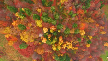 Téléchargez les photos : Amazing colour palette of lush mixed forest in autumn season. Gorgeous high angle view of woodland area in colorful autumn shades. Changing leaves of deciduous trees in fall season. - en image libre de droit