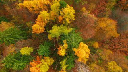 Téléchargez les photos : Lush forest treetops glowing in warm shades of autumn season. Stunning high angle view of woodland area in colorful autumn palette. Changing leaves of deciduous trees in fall season. - en image libre de droit
