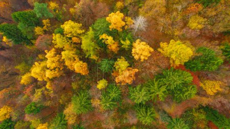 Foto de Stunning view of woodland area in colorful autumn palette. Lush forest trees glowing in eye-pleasing warm colors of autumn season. Changing leaves of deciduous trees in fall season. - Imagen libre de derechos