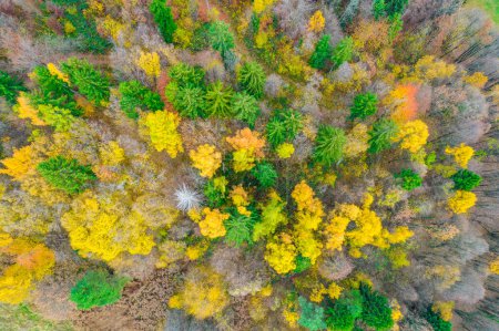Photo for Stunning color contrast between conifer and deciduous trees. Beautiful autumn palette spreading across landscape. Woodland landscape glowing in beautiful warm colors of fall season. - Royalty Free Image