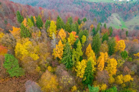 Photo for Breath-taking colored forest trees at hilly countryside in autumn season. Stunning color contrast between conifer and deciduous trees. Beautiful autumn palette spreading across landscape. - Royalty Free Image