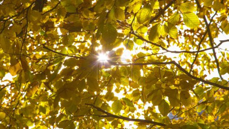 Téléchargez les photos : Warm autumn sunrays flickering through bright yellow leaves in beech tree canopy. Sunlight peeking through beautiful beech tree branches with vibrant autumn leaves. Eye-pleasing moment in fall season. - en image libre de droit