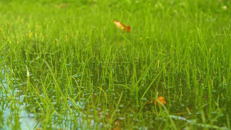 Foto de Fuertes lluvias otoñales que provocan el estancamiento del exceso de agua en pastizales verdes. Vista detallada de los pastos inundados después de abundantes lluvias en temporada de otoño. Frecuentes lluvias otoñales convirtiendo prados en pantanos - Imagen libre de derechos