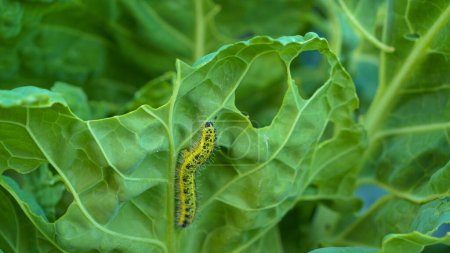 Photo for CLOSE UP: Cabbage worm caterpillar attacking green vegetable and causing damage. Garden pests attacking growing vegetables and causing crop loss. Lush green leaves eaten by cabbage worm caterpillar. - Royalty Free Image