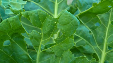 Photo for CLOSE UP: Green cabbage leaves damaged and perforated by a cabbage worm parasite. Garden pests attacking growing vegetables and causing crop loss. Cabbage butterfly caused damage on lush green crops. - Royalty Free Image