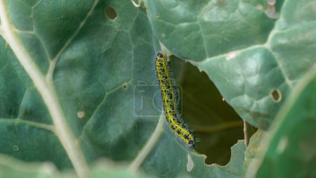 Foto de CLOSE UP: Cabbage worm parasite perforating and damaging green cabbage leaves. Garden pests attacking growing vegetables and causing crop loss. Lush green leaves eaten by cabbage worm caterpillar. - Imagen libre de derechos