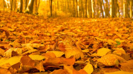 Téléchargez les photos : Colorful forest floor covered with fallen autumn leaves in fall season. Beautiful deciduous woodland scenery in amazing colours. Leafy cover in warm autumn shades lying on the wooded ground. - en image libre de droit
