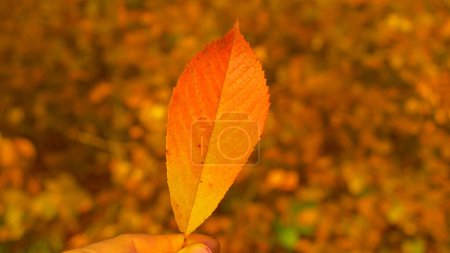 Téléchargez les photos : FERMER : Main humaine tenant une feuille d'arbre avec un magnifique dégradé d'automne orange-rouge. Vue détaillée du patron veineux et de la couleur d'une feuille d'arbre tombée. Belle palette de couleurs des nuances d'automne dans la forêt. - en image libre de droit