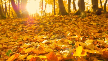 Téléchargez les photos : Forest ground covered with fallen dried leaves in warm autumn shades. Sun shining through deciduous trees and illuminating the forest floor with its colorful leafy blanket in fall season. - en image libre de droit
