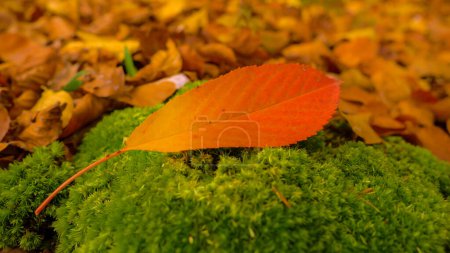 CERRAR: Hoja de árbol de otoño bellamente coloreada que descansa sobre musgo verde vivo en el bosque. Magnífico gradiente de otoño naranja-rojo de una hoja caída. Increíble paleta de colores de temporada de otoño de follaje en el bosque.