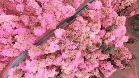 Téléchargez les photos : Lush forest in infrared autumn colour palette with paved road. Asphalt roadway in the embrace of vibrant foliage in fall season. Magical landscape in gorgeous autumn colour palette. - en image libre de droit