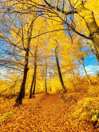 Foto de Infrared view of forest trail covered with fallen tree leaves in yellow tone. Picturesque woodland with magnificent golden yellow colored foliage. Colorful fall season spreading across countryside. - Imagen libre de derechos