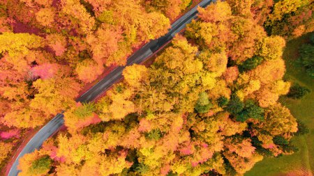 Photo for Woodland in vibrant autumn colour palette with asphalt road. Paved roadway in the embrace of lively foliage in fall season. Magical countryside in gorgeous vivid autumn colour fantasy - Royalty Free Image