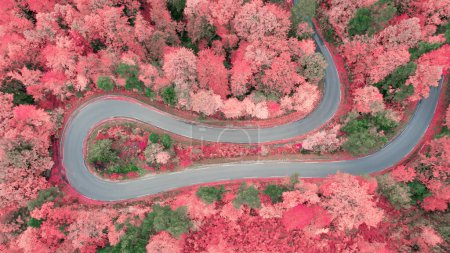 Foto de Autumn forest in infrared colours with winding asphalt road. Curvy paved road in the embrace of vibrant foliage in fall season. Magical countryside in gorgeous autumn colour palette. - Imagen libre de derechos