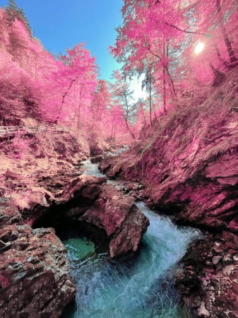 Téléchargez les photos : Natural attraction of beautiful Vintgar Gorge in infrared pink autumn shades. Pink blue infrared tone of beech tree forest and wild river flowing through steep canyon in vibrant colors of fall season. - en image libre de droit