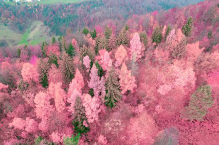 Téléchargez les photos : Lush forest area at hilly countryside in infrared tones of autumn season. Magical IR colors of vast hilly woodland area in fall. Changing tree leaves glowing in stunning pink color shade. - en image libre de droit