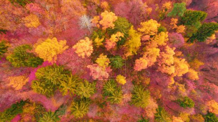 Foto de Magical colors of woodland at countryside in autumn season. Stunning color contrast between conifer and deciduous trees. Fantastic autumn colour palette spreading across landscape. - Imagen libre de derechos