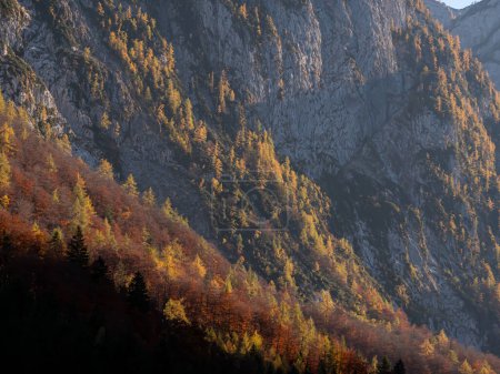 Téléchargez les photos : Steep rocky mountain slope with forest trees coloured in beautiful autumn shades. Mountain forest with larch and beech trees glowing in colours of fall. Picturesque mountainsides above the Krma Valley - en image libre de droit