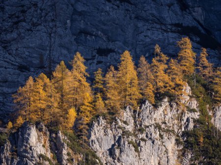 Téléchargez les photos : Amazing autumn contrast between golden larch trees and shadowy mountain wall. Big rocky mountainside with beautiful larch trees glowing under. Breath-taking views of Julian Alps above the Krma Valley. - en image libre de droit