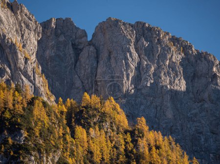 Foto de Big shadowy rocky mountain wall with sunlit golden larch trees glowing under. Gorgeous autumn contrast in the high mountains. Breath-taking mountainsides of Julian Alps above the Krma Valley. - Imagen libre de derechos