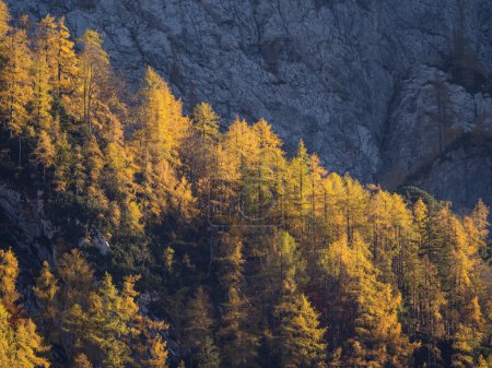 Téléchargez les photos : Magnificent autumn contrast between shadowy rocky wall and sunlit larch trees. Yellow golden larch trees glowing under steep mountainside. Breath-taking views of Julian Alps above the Krma Valley. - en image libre de droit