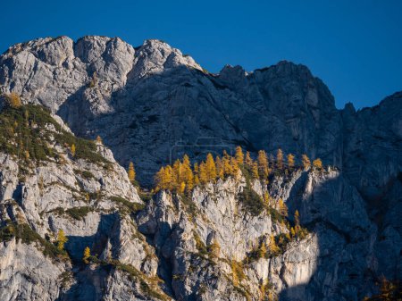 Téléchargez les photos : Sunlit larch-covered mountain ridge glowing in golden-yellow autumn shades. Big rocky mountainside with beautiful larch trees shining under. Breath-taking views of Julian Alps above the Krma Valley. - en image libre de droit