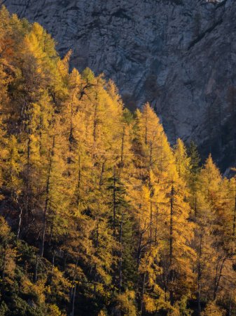 Téléchargez les photos : Larch trees in golden color forming contrast with shadowy rocky mountainside. Beautiful deciduous conifers glowing under steep mountainside. Breath-taking views of Julian Alps above the Krma Valley. - en image libre de droit