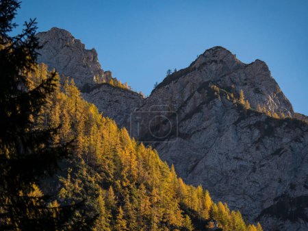 Téléchargez les photos : Beautiful contrast between golden larch trees and shadow rocky side of mountain. Big mountain wall with sunlit yellow larch trees glowing under. Breath-taking autumn views above the Krma Valley. - en image libre de droit