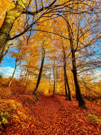 Téléchargez les photos : Forest path covered with fallen leaves winding through colourful autumn woodland. Beautiful nature in woods with magnificent golden coloured foliage. Colorful fall season spreading across countryside. - en image libre de droit
