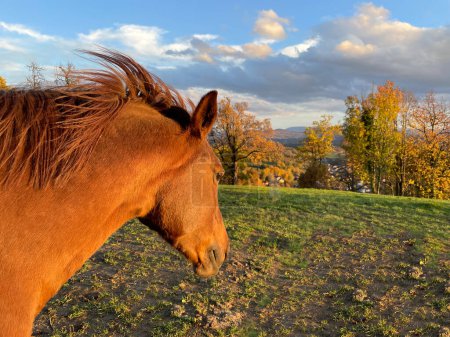 Téléchargez les photos : Beautiful brown horse on a hillside meadow among trees in autumn shades. Magnificent views of the countryside in golden colors of autumn. Colorful fall season spreading across countryside. - en image libre de droit