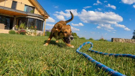 Photo for Mixed breed puppy playing tug of war in the garden on a sunny day. Playful young dog in action at pulling rope. Adorable brown doggie while playing mentally and physically stimulating game. - Royalty Free Image