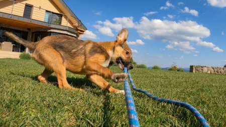 Téléchargez les photos : Playful young dog in action at pulling rope in backyard on a sunny day. Mixed breed puppy playing tug of war. Adorable brown doggie while playing mentally and physically stimulating game. - en image libre de droit